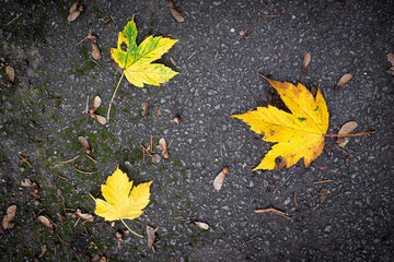 Yellow green leafs on the ground, autumn symbolic