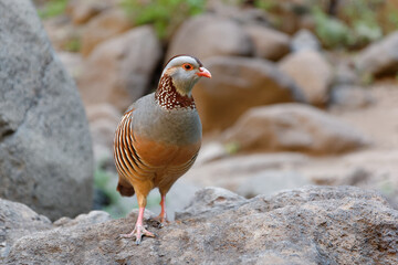 Barbary Partridge - Alectoris barbara is gamebird in the pheasant family (Phasianidae) of the order Galliformes. It is native to North Africa. Living also on the Canary Islands