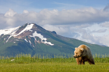 Grizzly Bear, Hallo Bay, Katmai National Park, Alaska