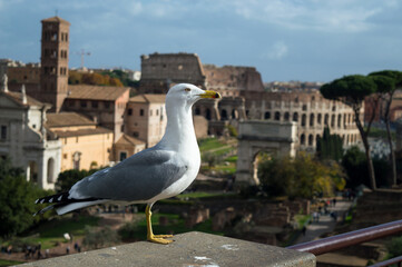 Seagull with Colosseum in the background