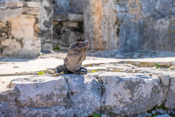 Iguana in Tulum, Quintana Roo, Mexico