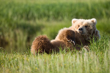 Fototapeta premium Grizzly Bear, Hallo Bay, Katmai National Park, Alaska