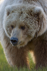 Obraz premium Grizzly Bear, Hallo Bay, Katmai National Park, Alaska
