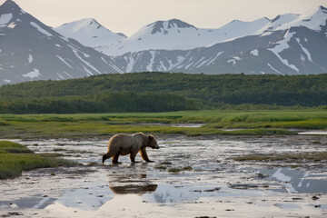 Grizzly Bear, Hallo Bay, Katmai National Park, Alaska