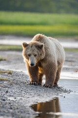 Obraz premium Grizzly Bear, Hallo Bay, Katmai National Park, Alaska
