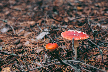 Amanita poisonous mushroom in the autumn forest