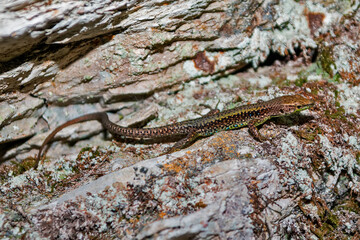 Lizard close up. Wild nature
