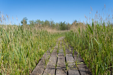Narrow wooden path thru green dune under a blue sky