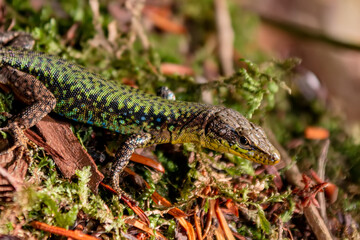 Lizard close up. Wild nature