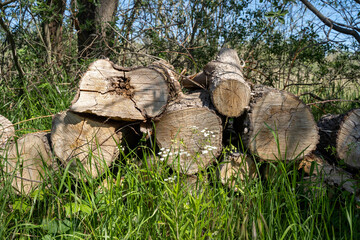 Pile of wood logs on the edge of the forest, green grass around