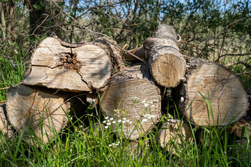Pile of wood logs on the edge of the forest, green grass around