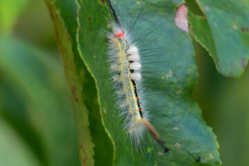 This beautiful White-marked Tussock Moth (Orgyia Leucostigma) looks soft and fuzzy, but it can excrted ventom through its spines and cause significant pain. Raleigh, North Carolina.