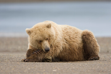 Grizzly Bear, Hallo Bay, Katmai National Park, Alaska