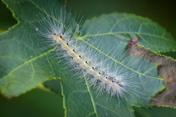 A Fall Webworm Moth (Hyphantria cunea). Raleigh, North Carolina.