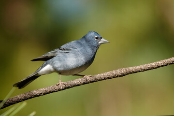 Blue Chaffinch - Fringilla teydea blue endemic bird from Canary Islands, species of passerine bird in the finch family Fringillidae. It is endemic to Tenerife in Spain's Canary Islands