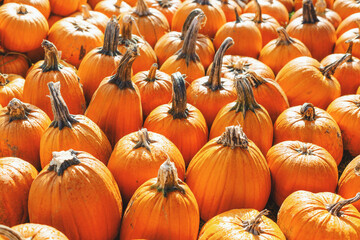 Pumpkin field with many pumpkins