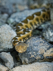 Nose-horned Viper - Vipera ammodytes also horned or long-nosed viper, nose-horned viper or sand viper, species found in southern Europe, Balkans and Middle East