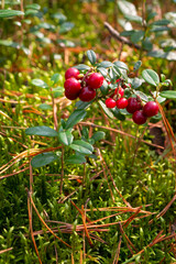 Close up on wild lingonberries growing in the forrest. Green leaves filling up the background.