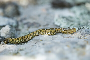 Nose-horned Viper - Vipera ammodytes also horned or long-nosed viper, nose-horned viper or sand viper, species found in southern Europe, Balkans and Middle East