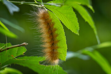 A Virginian Tiger Moth (Spilosoma virginica) clings to a leaf. Raleigh, North Carolina.