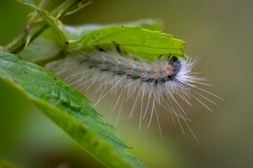 A profile of a Fall Webworm Moth (Hyphantria cunea). Raleigh, North Carolina.