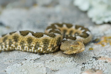 Nose-horned Viper - Vipera ammodytes also horned or long-nosed viper, nose-horned viper or sand viper, species found in southern Europe, Balkans and Middle East