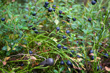 green shrubs with blueberry fruits in wild forest