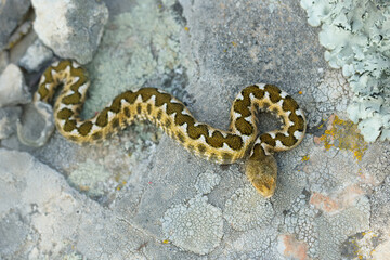 Nose-horned Viper - Vipera ammodytes also horned or long-nosed viper, nose-horned viper or sand viper, species found in southern Europe, Balkans and Middle East