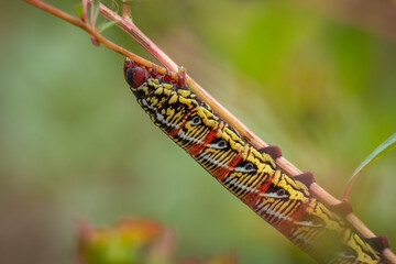 Profile view of a Banded Sphinx (Eumorpha fasciatus) caterpillar. Raleigh, North Carolina.