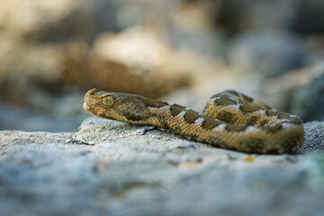 Nose-horned Viper - Vipera ammodytes also horned or long-nosed viper, nose-horned viper or sand viper, species found in southern Europe, Balkans and Middle East