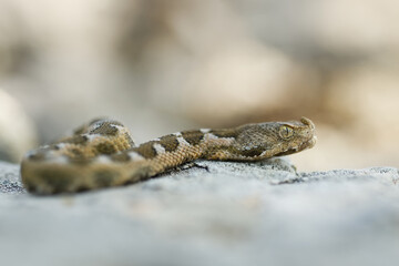 Nose-horned Viper - Vipera ammodytes also horned or long-nosed viper, nose-horned viper or sand viper, species found in southern Europe, Balkans and Middle East