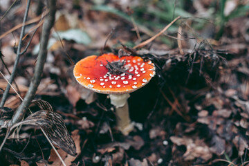 Amanita poisonous mushroom in the autumn forest