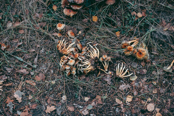 Mushroom close-up in autumn forest in grass