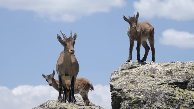 Mountain goats standing on a cliff.
