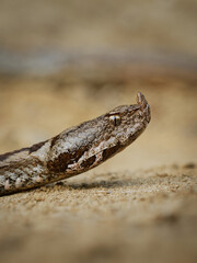 Nose-horned Viper - Vipera ammodytes also horned or long-nosed viper, nose-horned viper or sand viper, species found in southern Europe, Balkans and Middle East