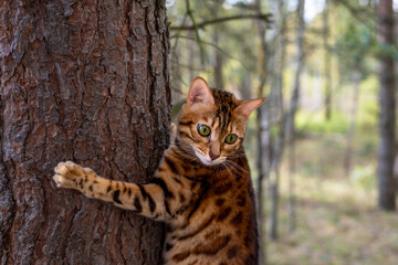 Bengal cat on a tree in the forest