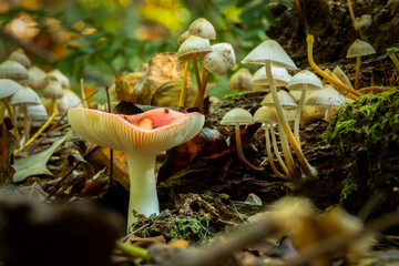 Fungal landscape. Seems like an enchanted or magical fairlyland. Raleigh, North Carolina.