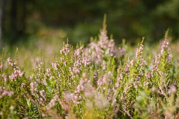 Lofsdalen, Sweden.Violet flowers in the forest.