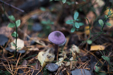 Mushroom close-up in autumn forest in grass