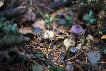 Mushroom close-up in autumn forest in grass