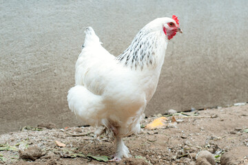 hens in cage free range and antibiotic and hormone free farming