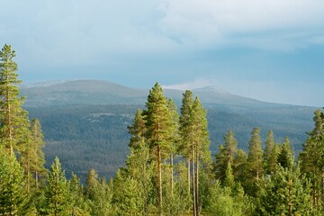 Lofsdalen, Sweden. The view of the mountains obscured by trees.
