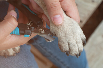 Female hands holding pug paws and cutting claws on dog.