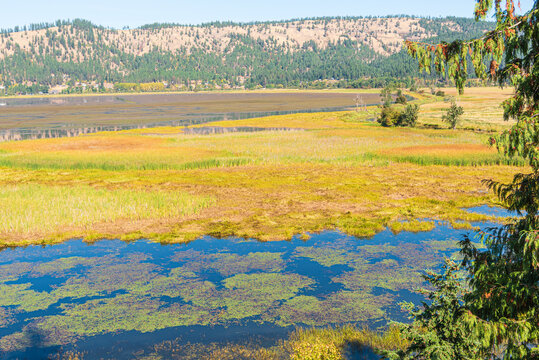 Closeup Landscape of the Fall Color in the Saint Joe River Marsh near Saint Marie Idaho