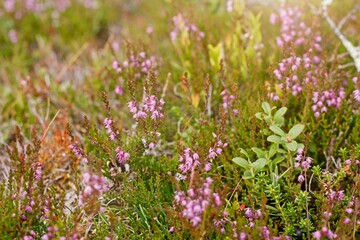 Obraz premium Lofsdalen, Sweden. A lone bumblebee pollinates purple flowers.