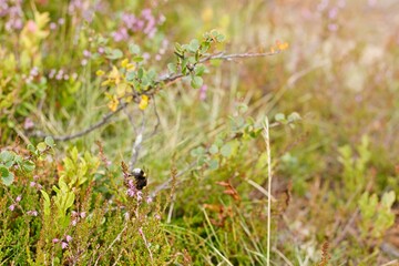 Lofsdalen, Sweden. A lone bumblebee pollinates purple flowers.