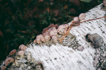 Mushrooms on the tree in the autumn forest