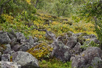 Lofsdalen, Sweden. A twisted tree among mountain stones.