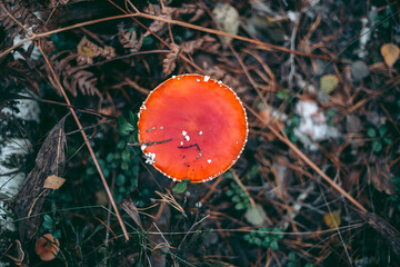 Amanita poisonous mushroom in the autumn forest