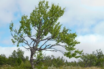 Lofsdalen, Sweden. Lonely tree against the blue sky.